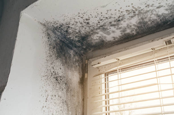 Affordable Bathroom Mold Removal solutions in Harrison, NY